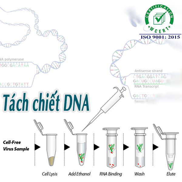 Tách chiết DNA