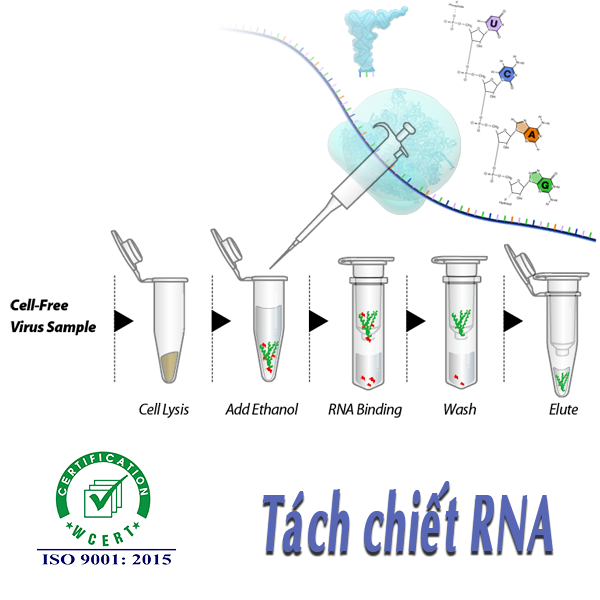 Tách chiết RNA