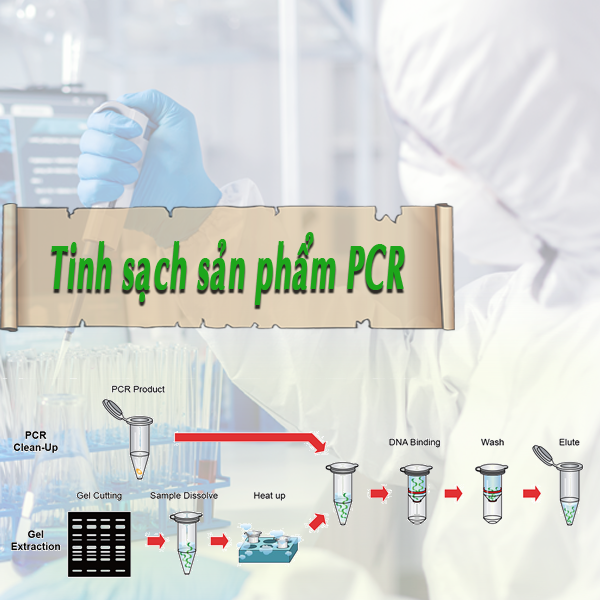 Tinh sạch sản phẩm PCR