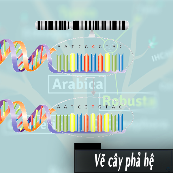 Vẽ cây phả hệ