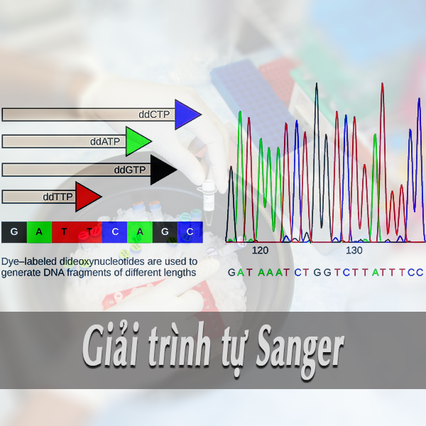 Giải trình tự gen Sanger
