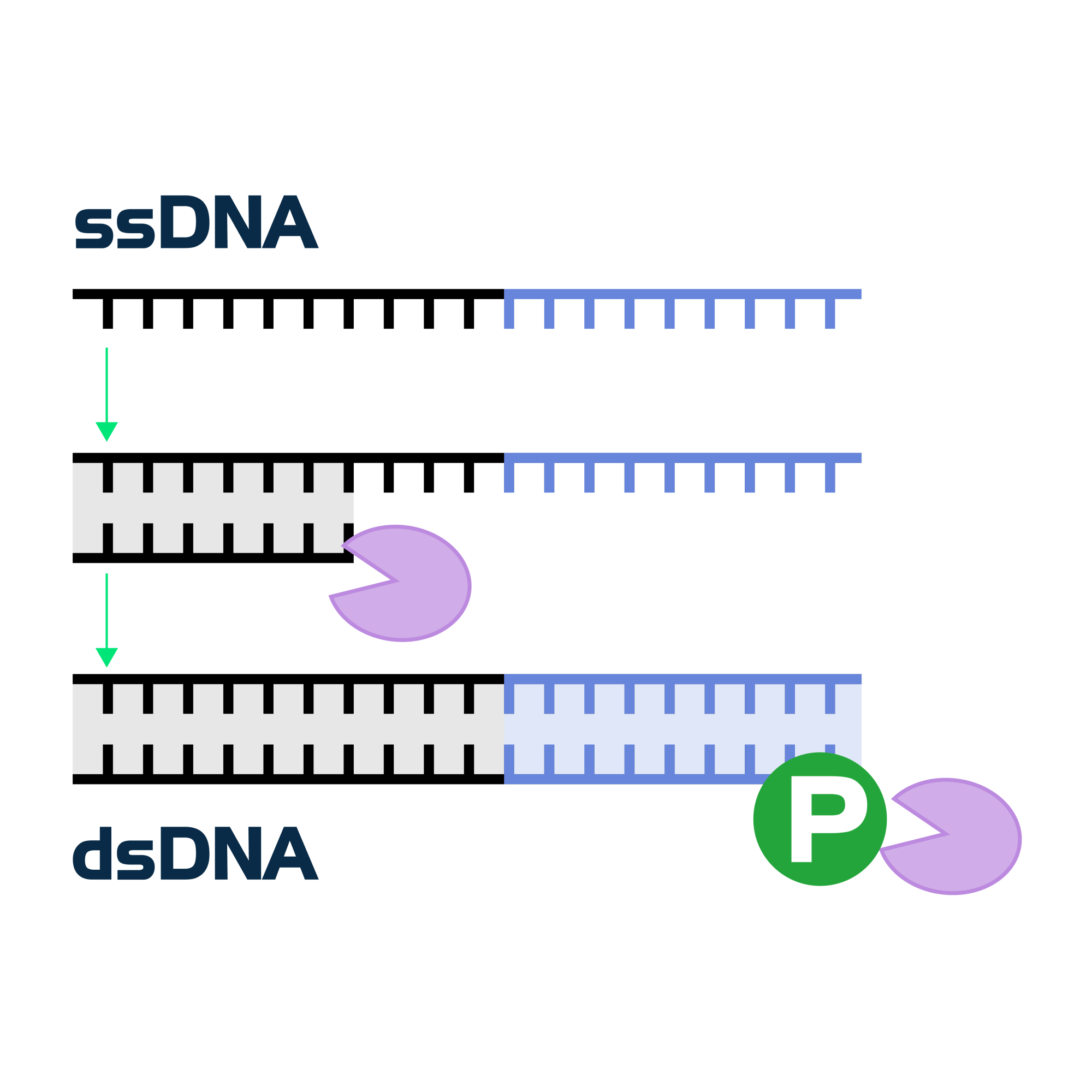 Tổng hợp ssDNA template
