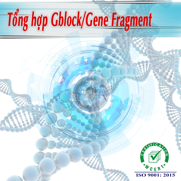 Tổng hợp Gblock/Gene Fragment