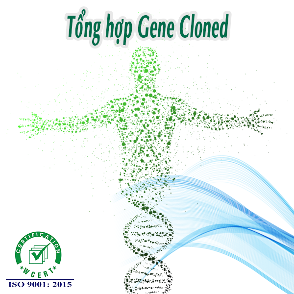 Tổng hợp Gene Cloned