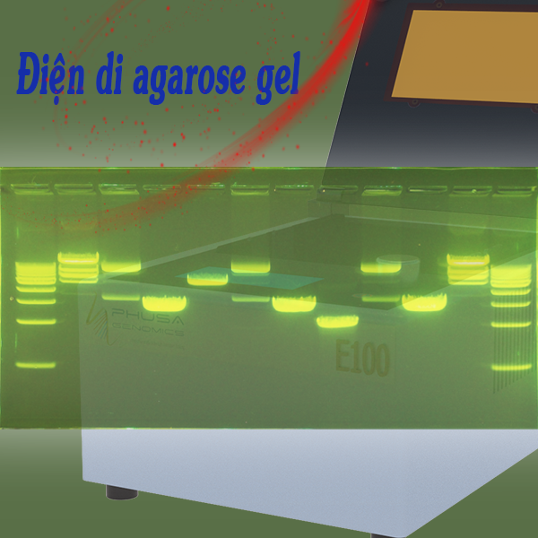 Điện di Agarose gel
